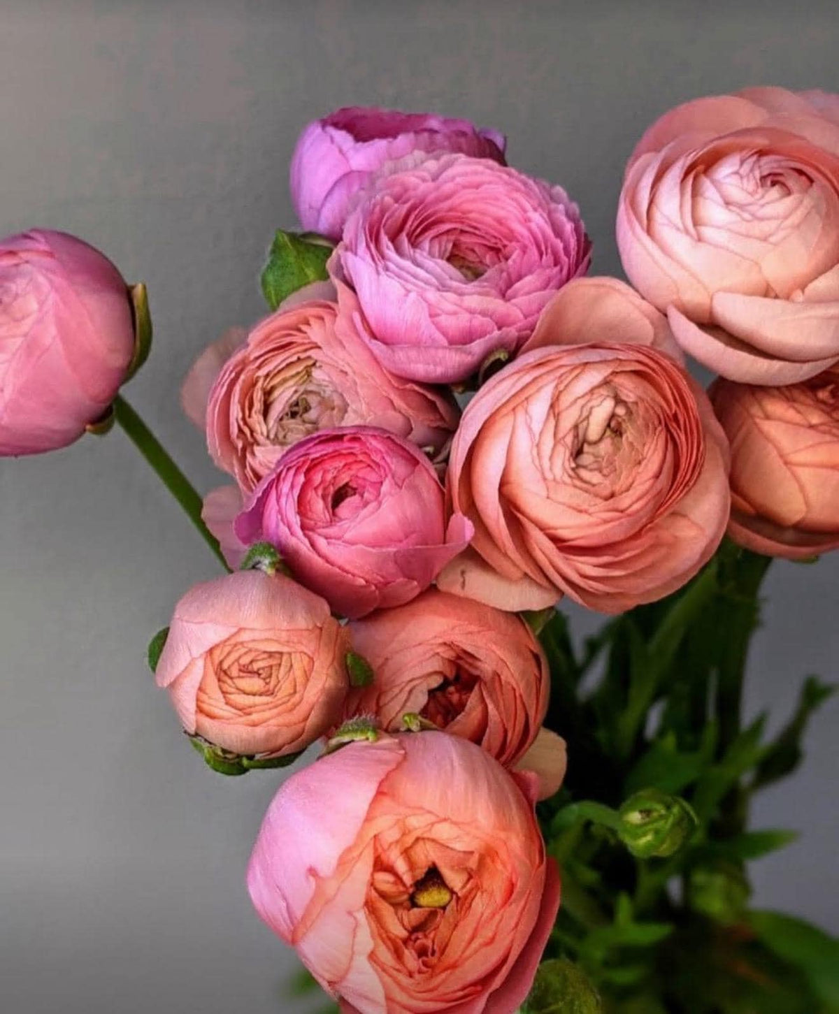Imported Ranunculus ‘Pastello Dolce Vita Elegance Series - 5 Corms