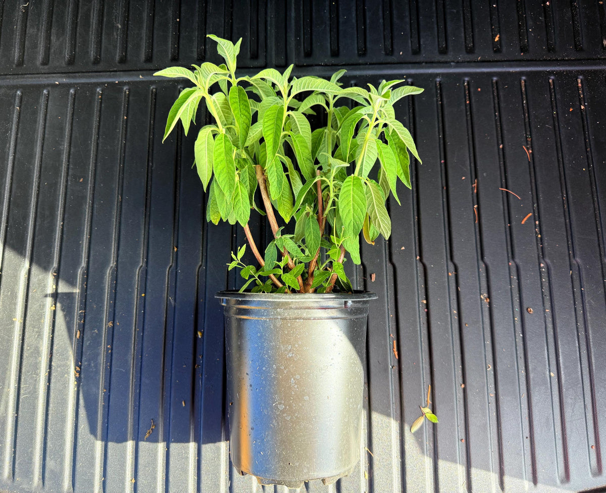Bolivian Fuchsia (Fuchsia boliviana) -  1 Gallon - Live Plant