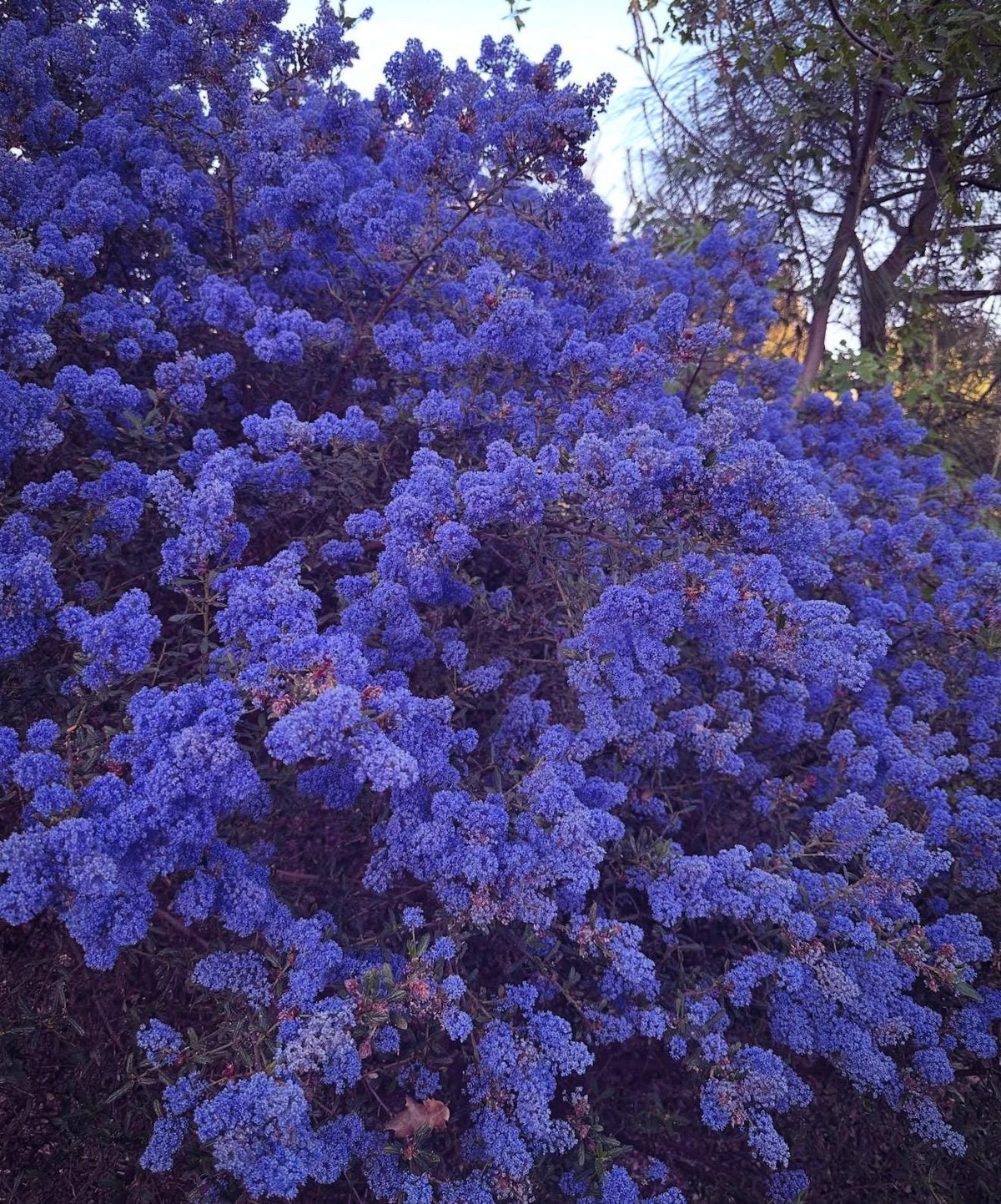 Ceanothus ‘Centennial California Lilac - 1 Gallon - Live Native Plant