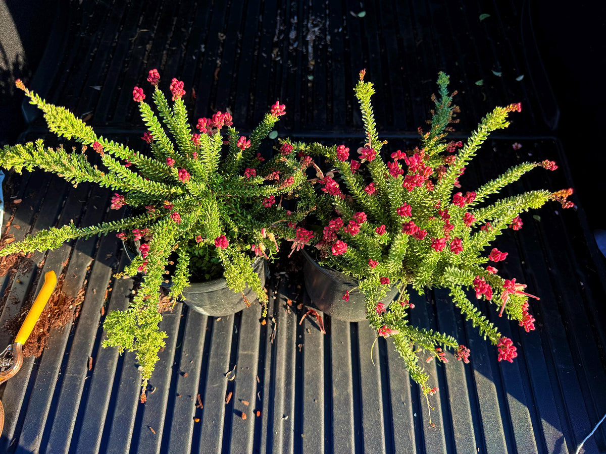 Grevillea ‘Coastal Gem - 1 Gallon - Live Plant