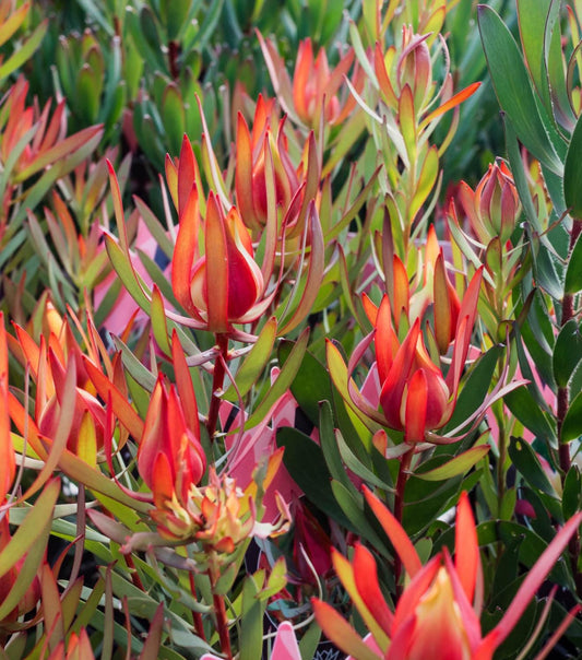 Leucadendron ‘Winter Red - 1 Gallon - Live Plant