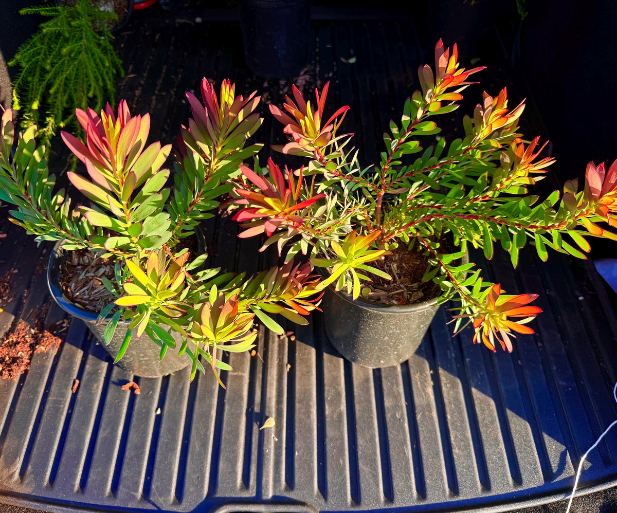 Leucadendron ‘Winter Red - 1 Gallon - Live Plant