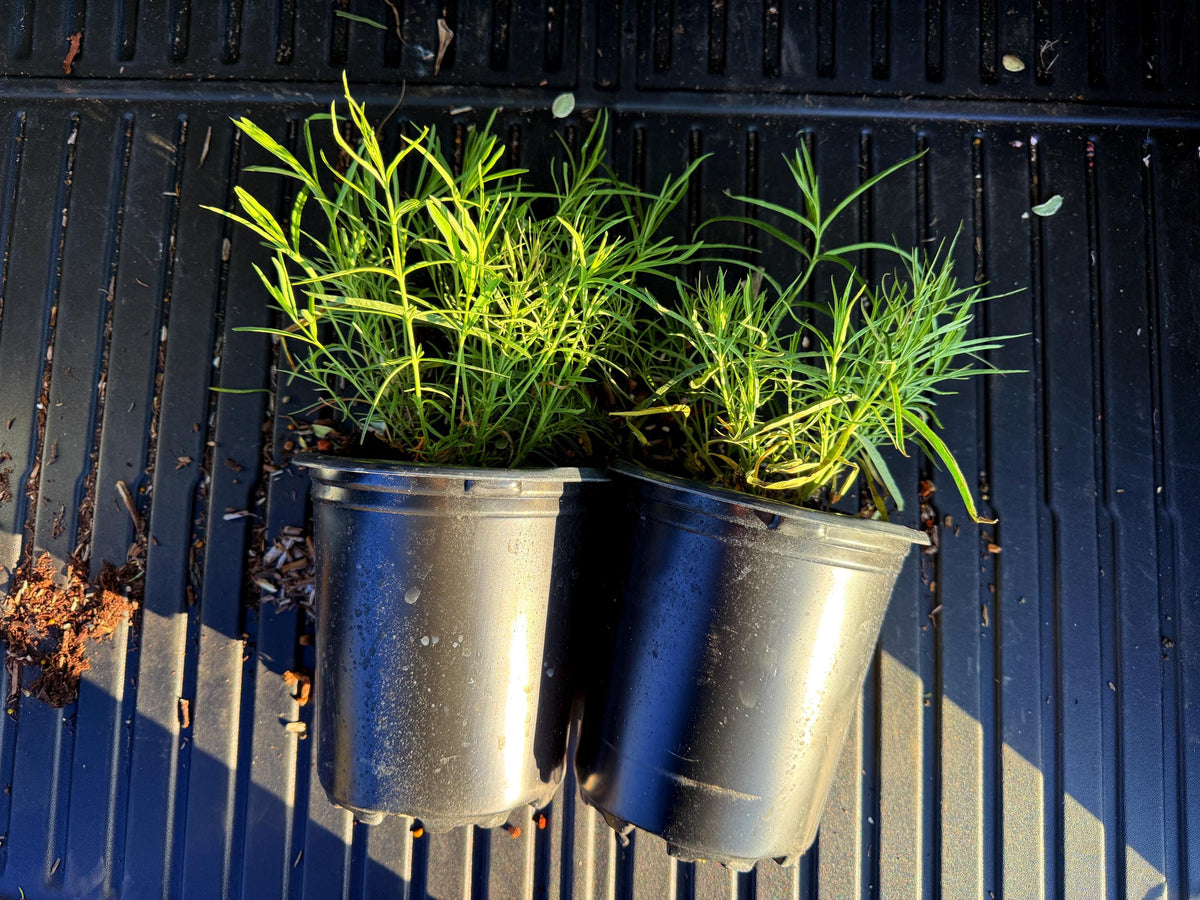 TWO Narrow Leaf Milkweed - 1 Gallon - Live Host Plant