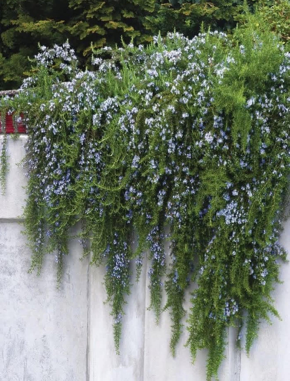 Weeping Rosemary - Cascading Plants 1 Gallon Size - Garden Shrubs