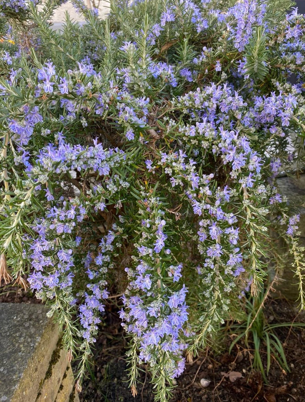 Weeping Rosemary - Cascading Plants 1 Gallon Size - Garden Shrubs