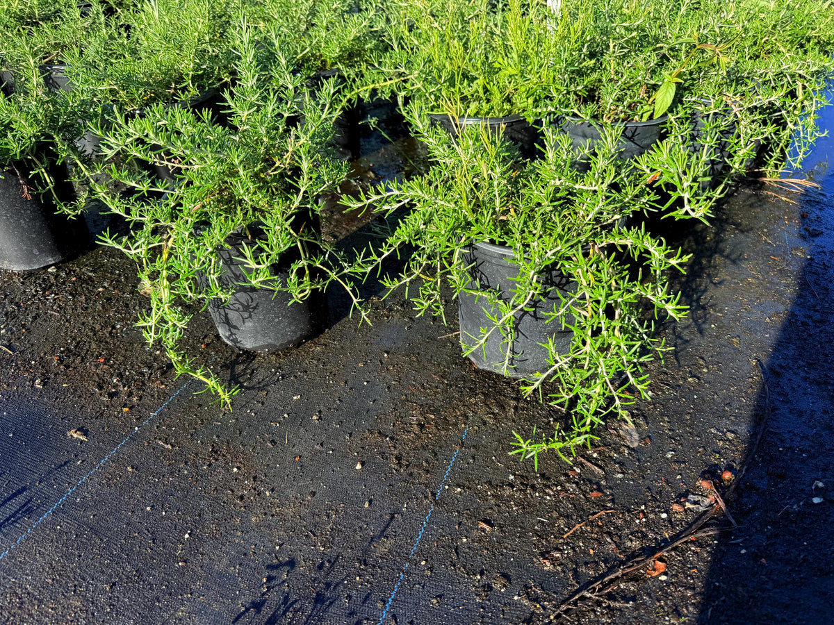 Weeping Rosemary - Cascading Plants 1 Gallon Size - Garden Shrubs