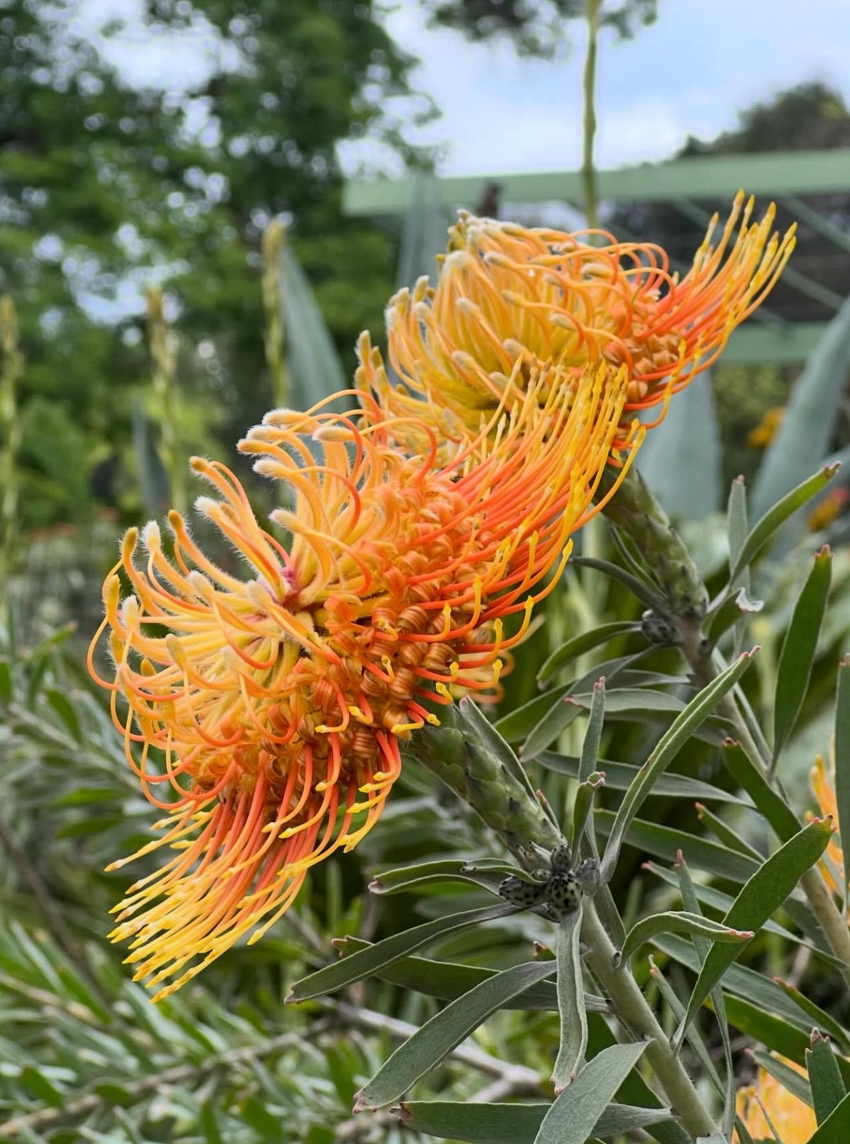 Leucospermum ‘Brandi Dela Cruz Live Plants - 1 Gallon Size