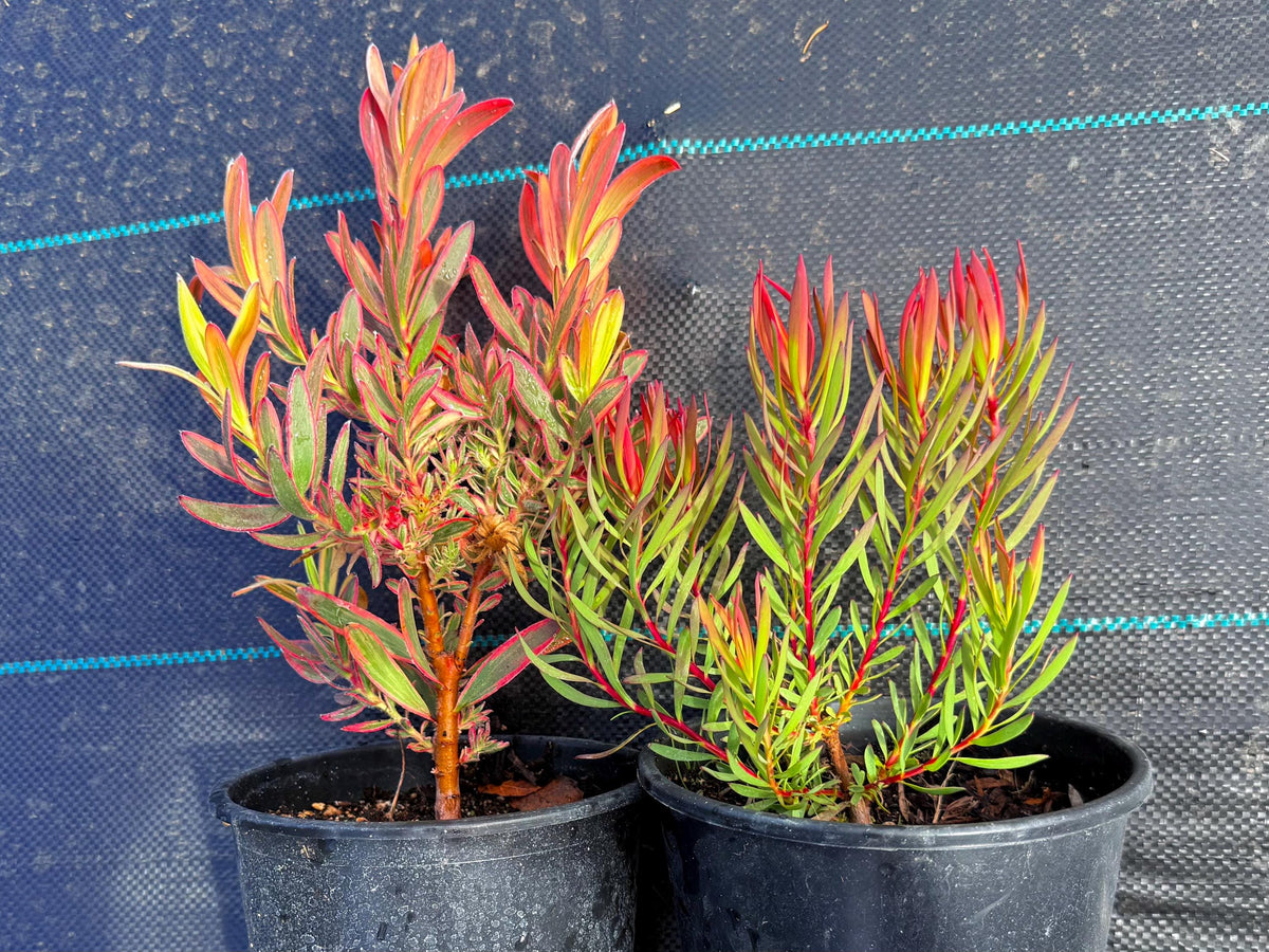Leucadendron PACK - ‘Jester & ‘Yaeli PACK - 1 Gallon Plants