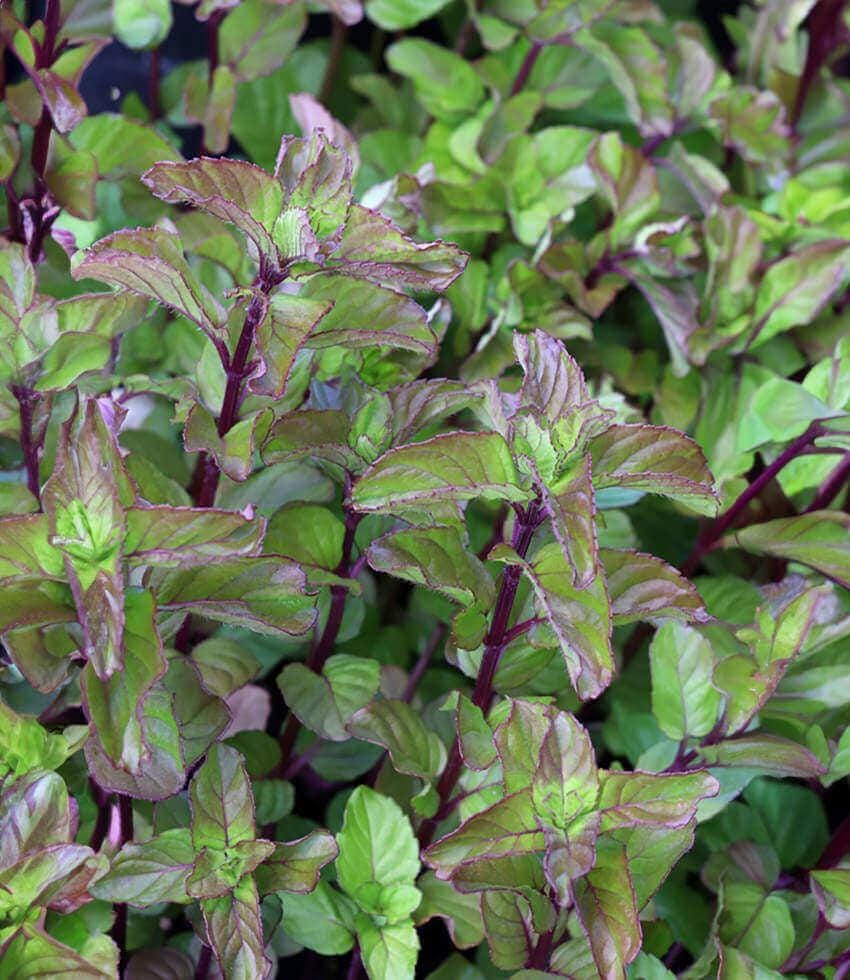 Lavender Mint (Smells like Lavender!)  (2-Pack) - Live Herb Plants