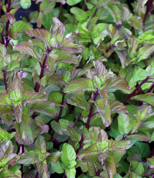 Lavender Mint (Smells like Lavender!)  (2-Pack) - Live Herb Plants