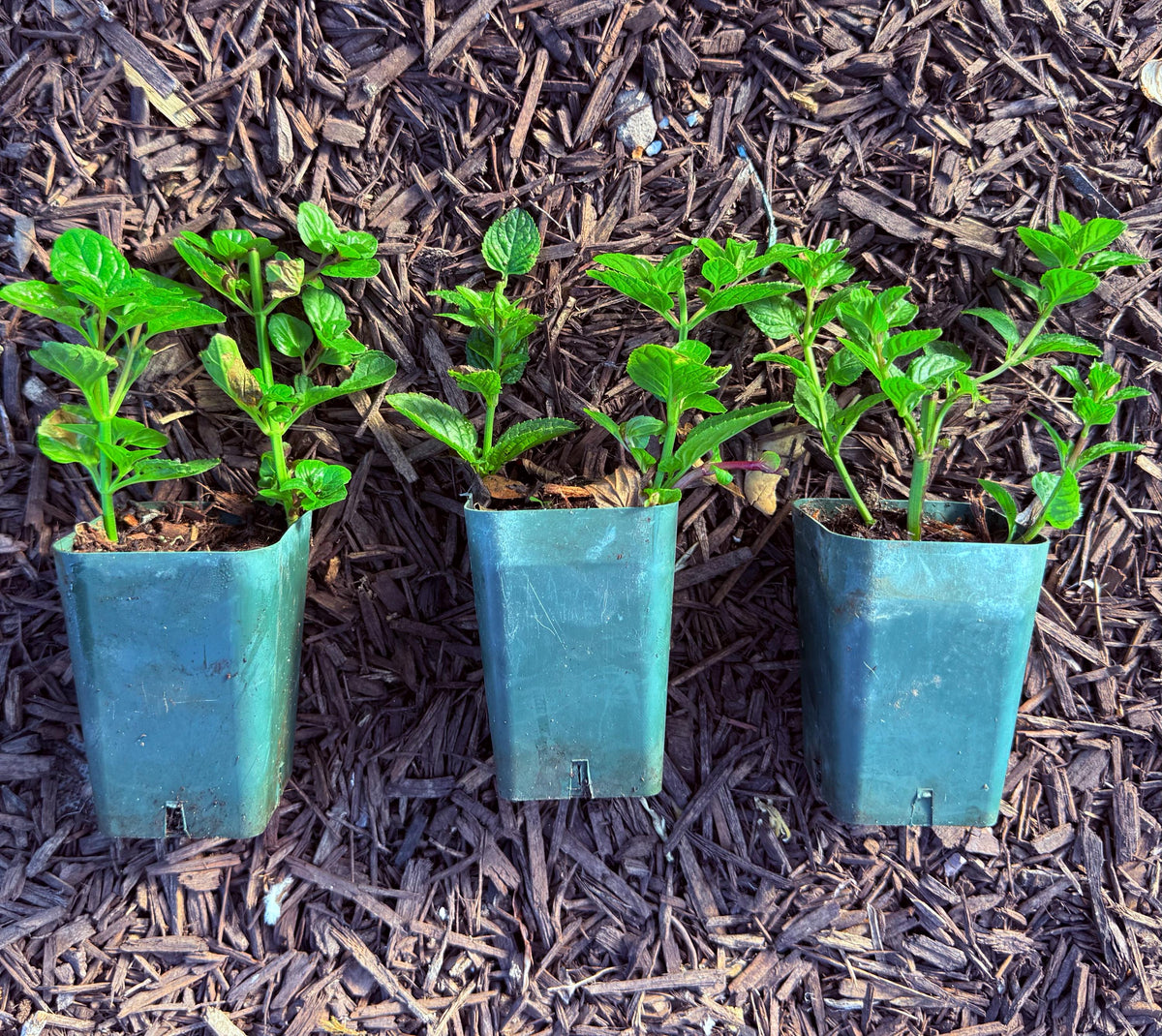 Lavender Mint (Smells like Lavender!)  (2-Pack) - Live Herb Plants