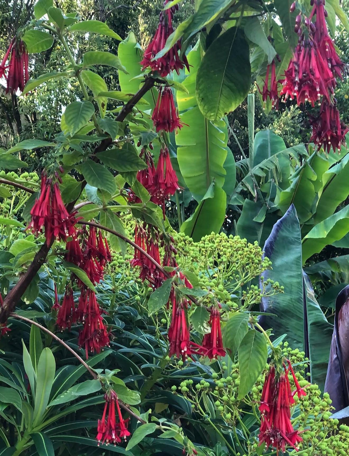 Bolivian Fuchsia (Fuchsia boliviana) -  1 Gallon - Live Plant