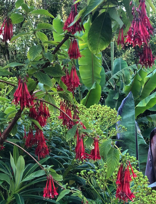 Bolivian Fuchsia (Fuchsia boliviana) -  1 Gallon - Live Plant