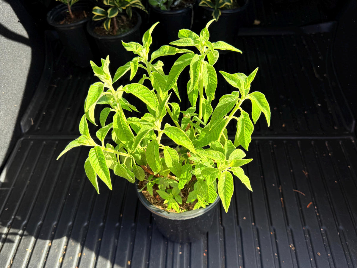 Bolivian Fuchsia (Fuchsia boliviana) -  1 Gallon - Live Plant