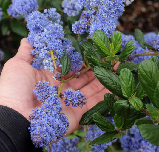 Ceanothus ‘Centennial California Lilac - 1 Gallon - Live Native Plant