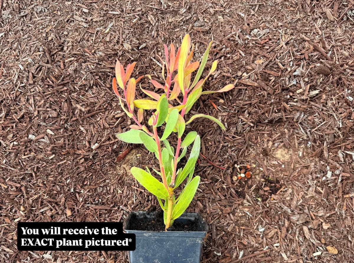 MINK ROSE Protea - Live Plant - Rare!