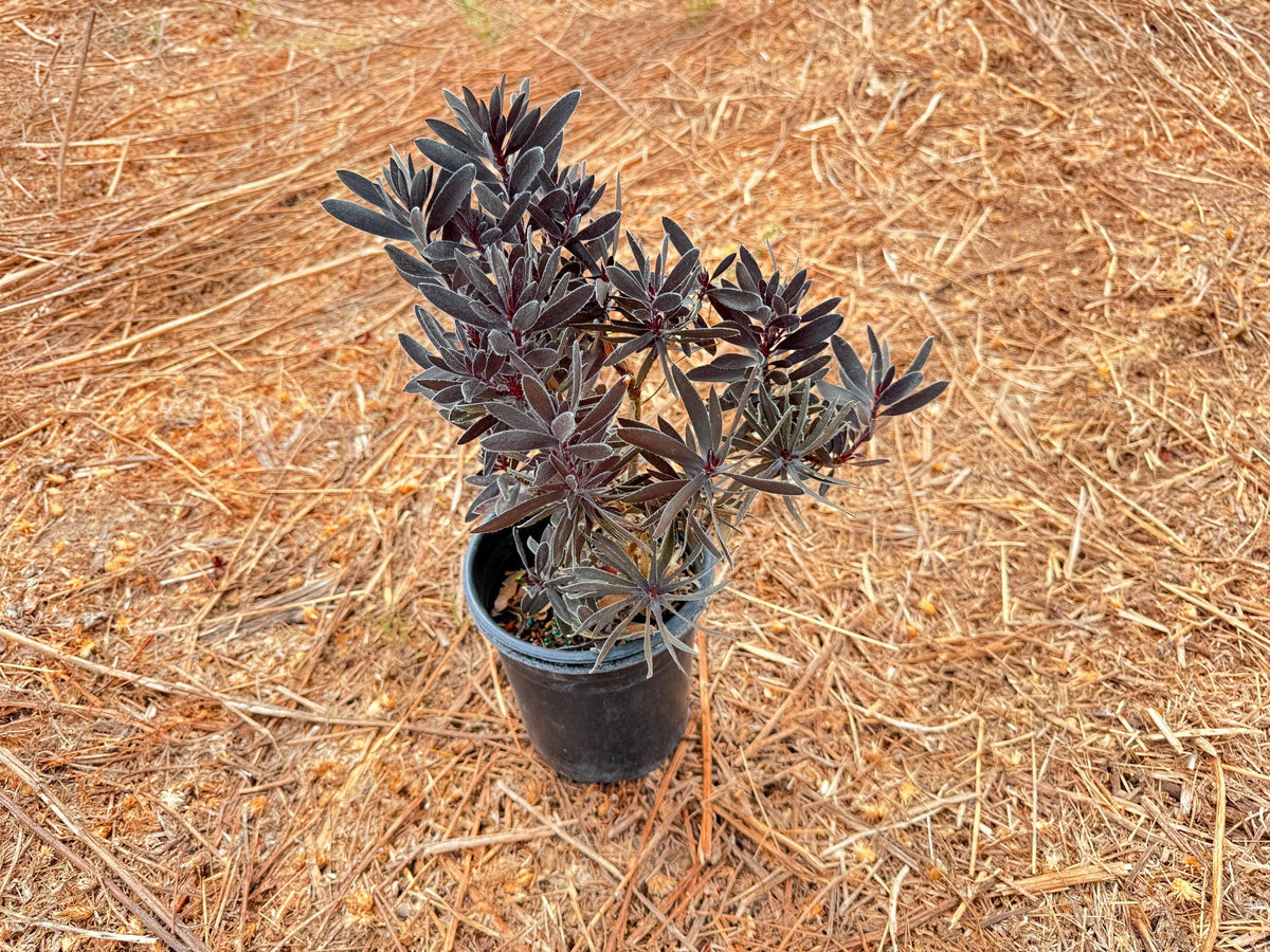 Leucadendron ‘Ebony Plants - 1 Gallon Size