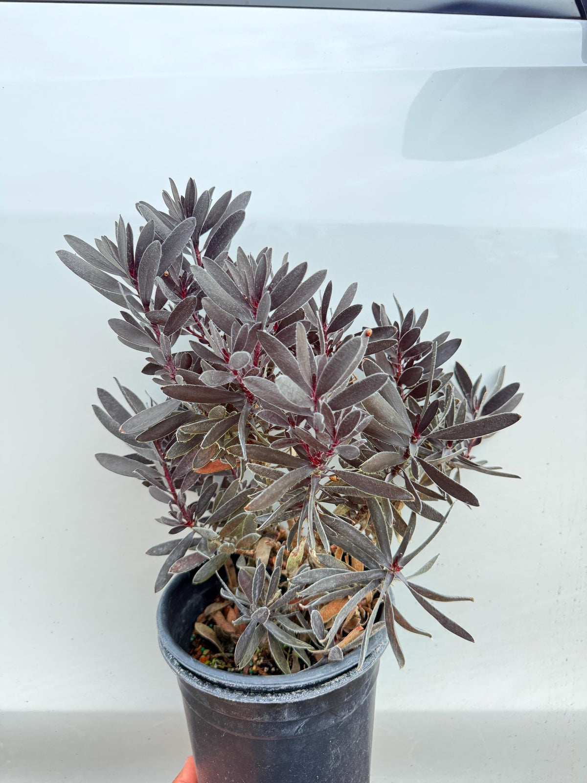 Leucadendron ‘Ebony Plants - 1 Gallon Size