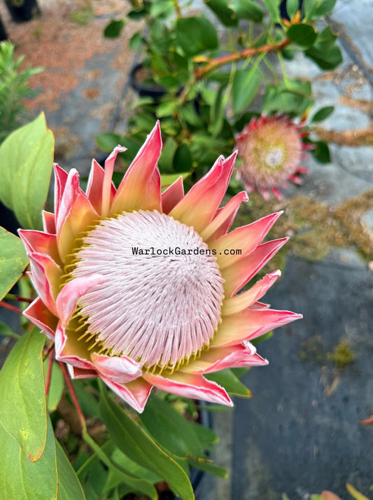King Protea - HUGE 12 Inch Flowers! - 1 Gallon - Live Plant