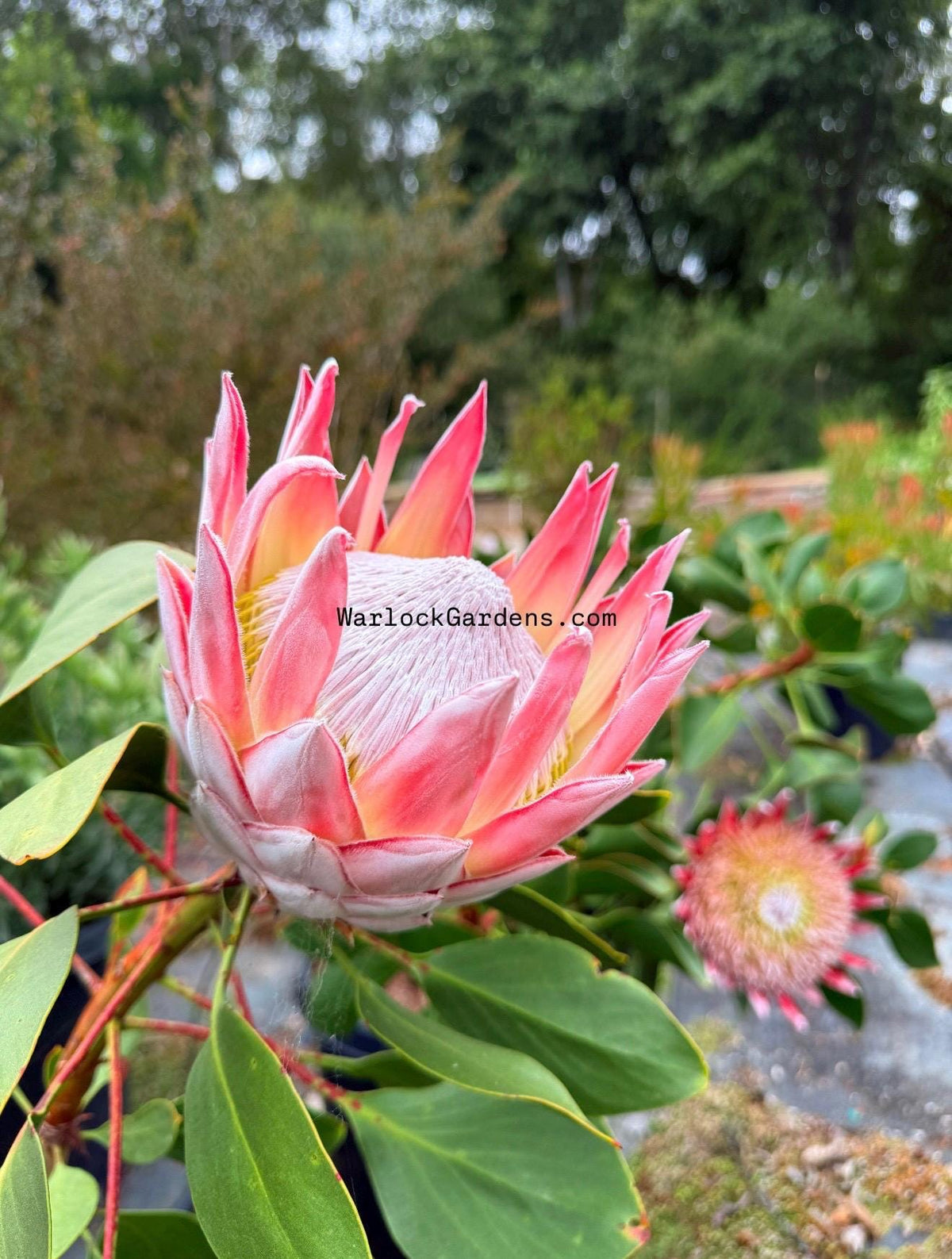 King Protea - HUGE 12 Inch Flowers! - 1 Gallon - Live Plant