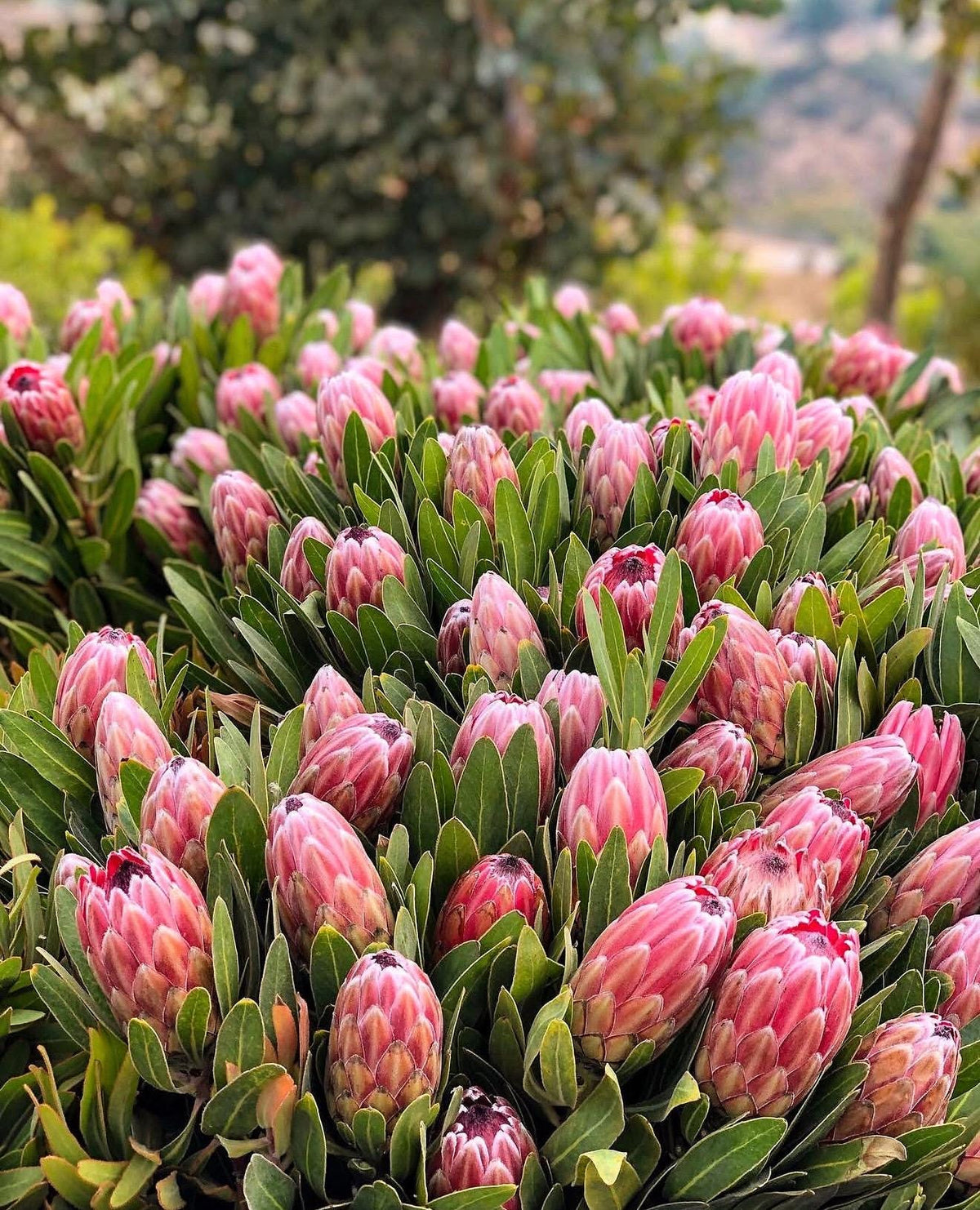Live Plants ‘Pink Ice Protea -  1 Gallon Size. Drought Garden