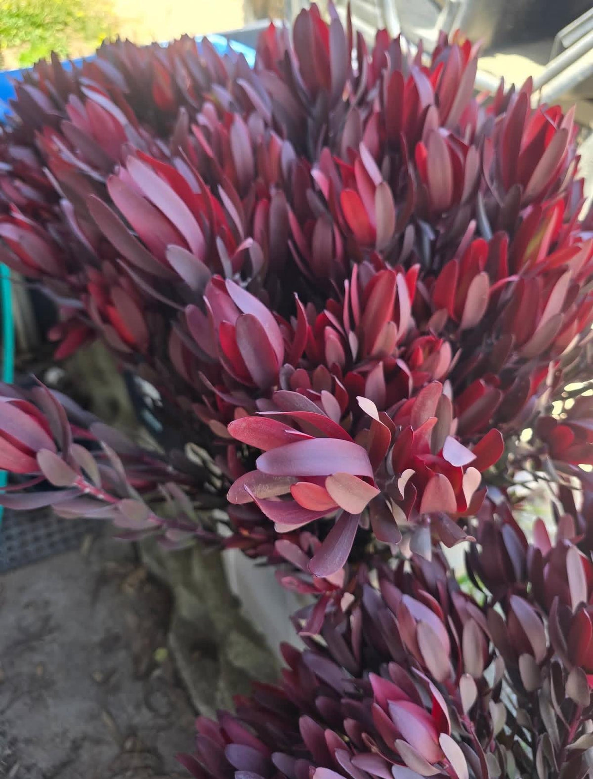 Leucadendron ‘Safari Sunset  Live Established Plants
