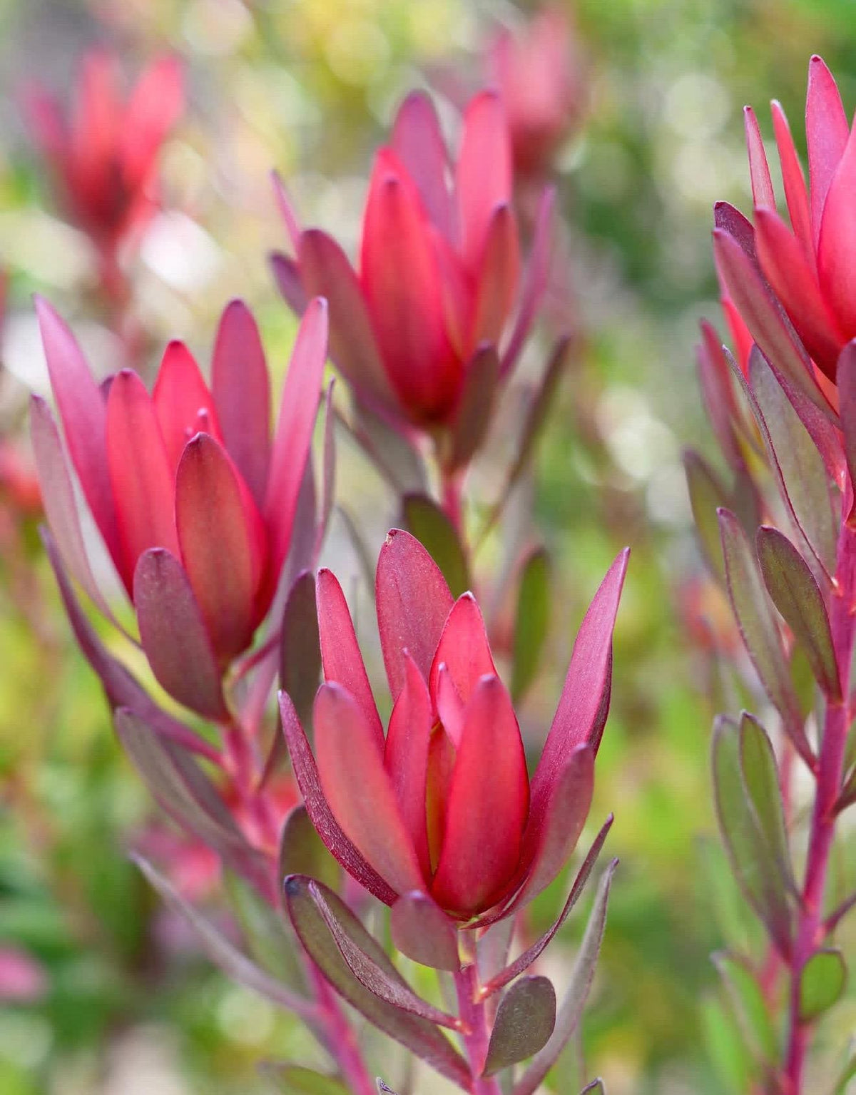Leucadendron ‘Safari Sunset  Live Established Plants