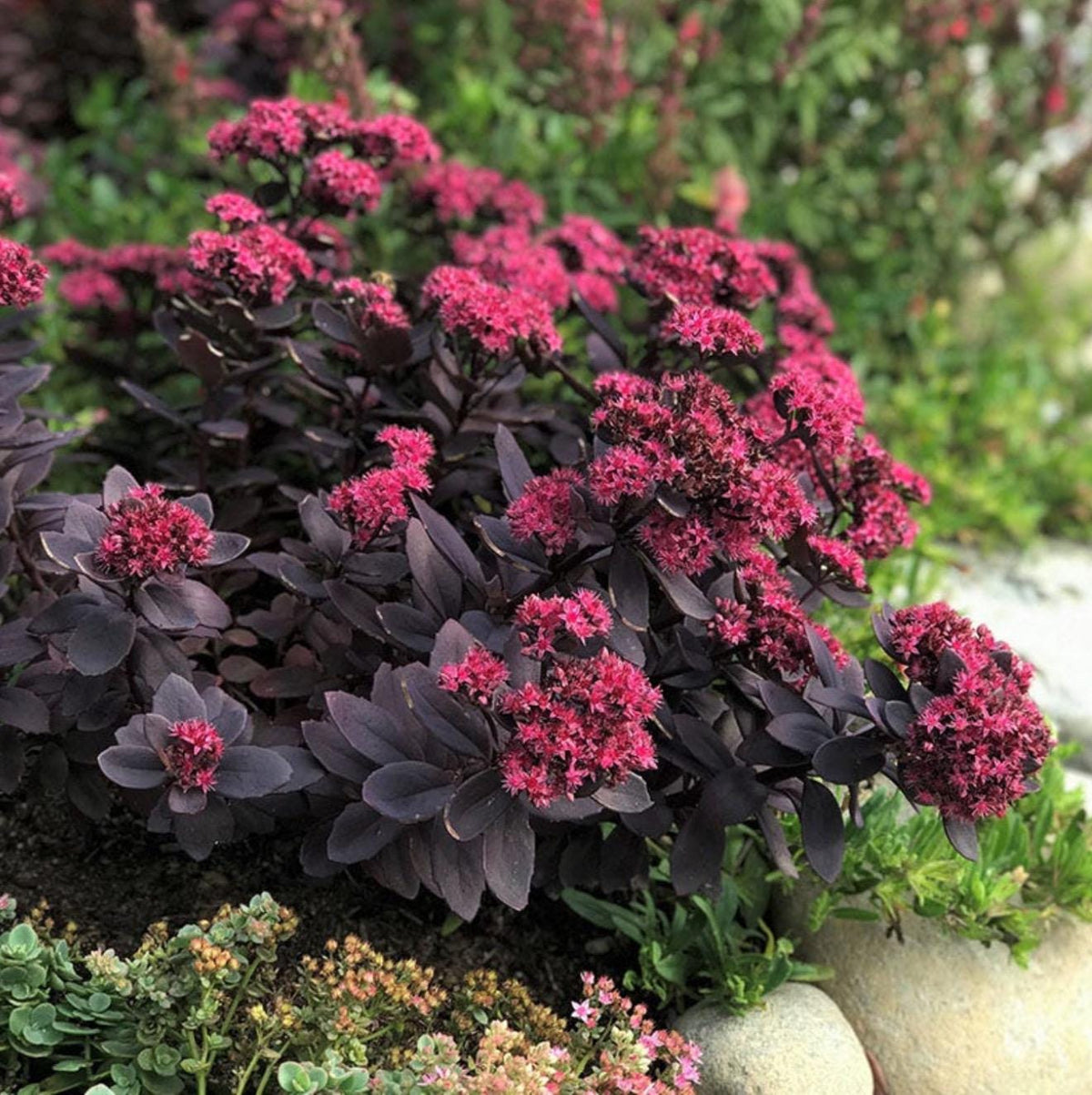 3-Pack Plum-Dazzle Flowering Sedum - Perennial Plants