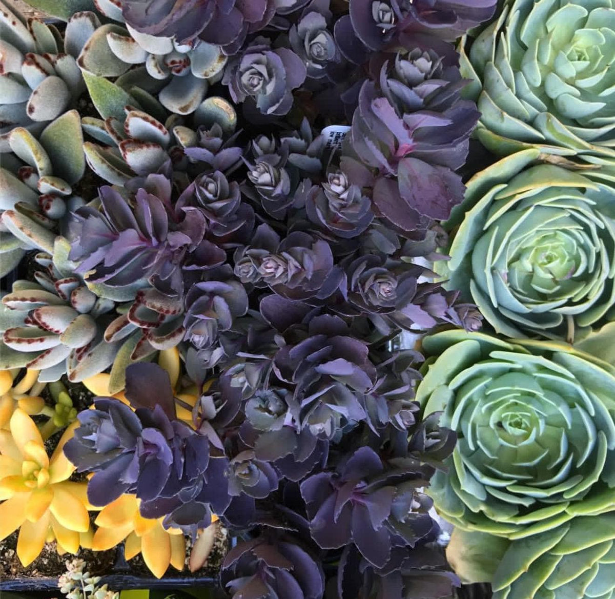 3-Pack Plum-Dazzle Flowering Sedum - Perennial Plants