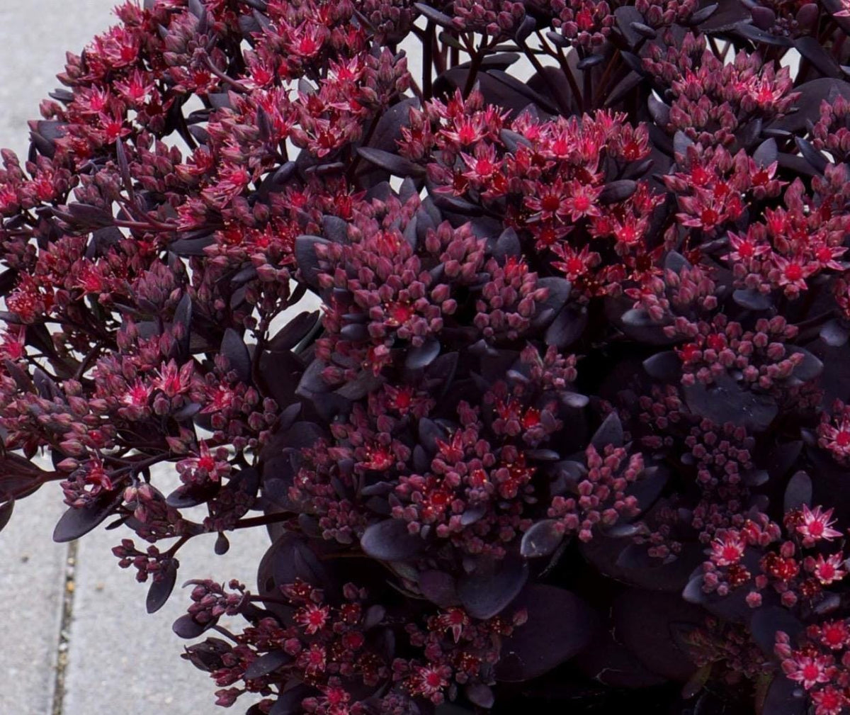 3-Pack Plum-Dazzle Flowering Sedum - Perennial Plants