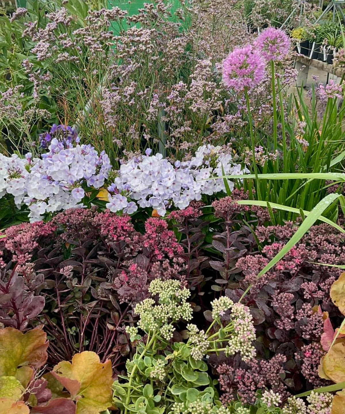 3-Pack Plum-Dazzle Flowering Sedum - Perennial Plants