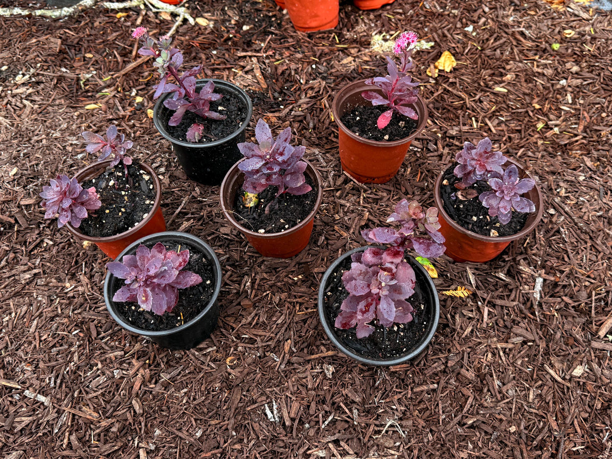 3-Pack Plum-Dazzle Flowering Sedum - Perennial Plants