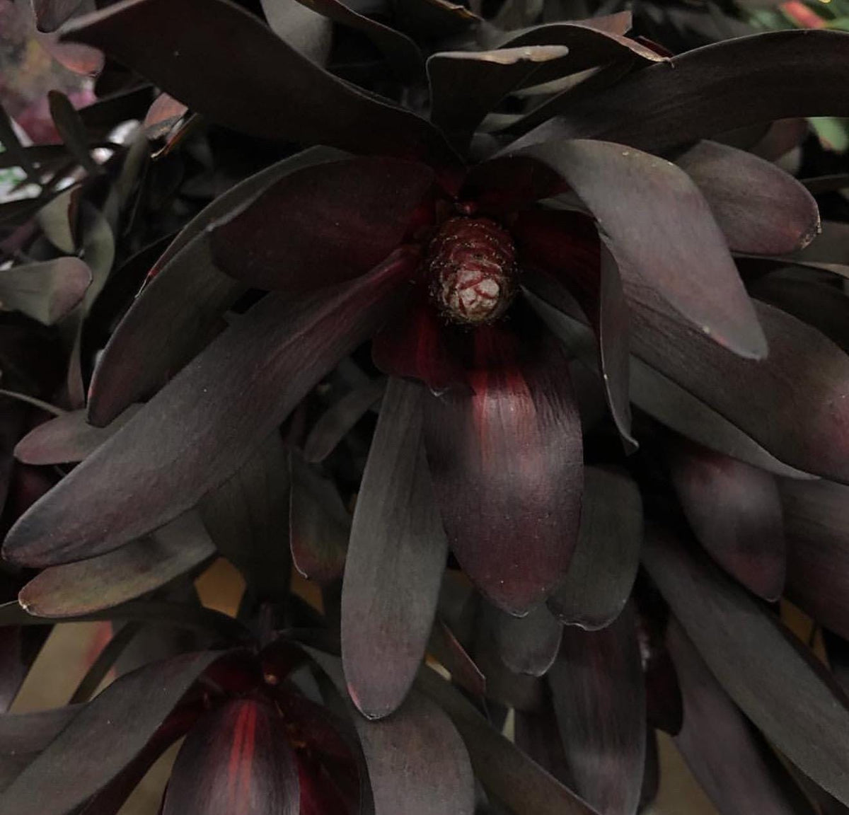 Leucadendron ‘Ebony Plants - 1 Gallon Size