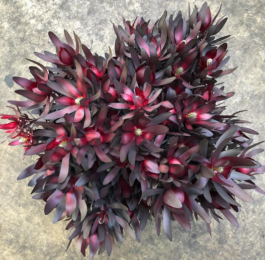 Leucadendron ‘Ebony Plants - 1 Gallon Size