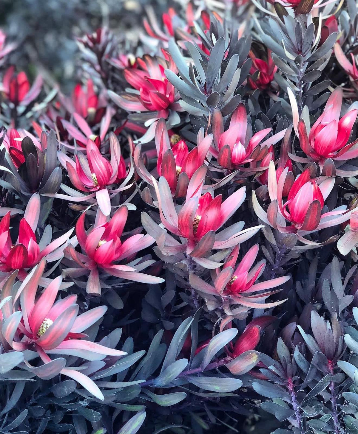 Leucadendron ‘Ebony Plants - 1 Gallon Size