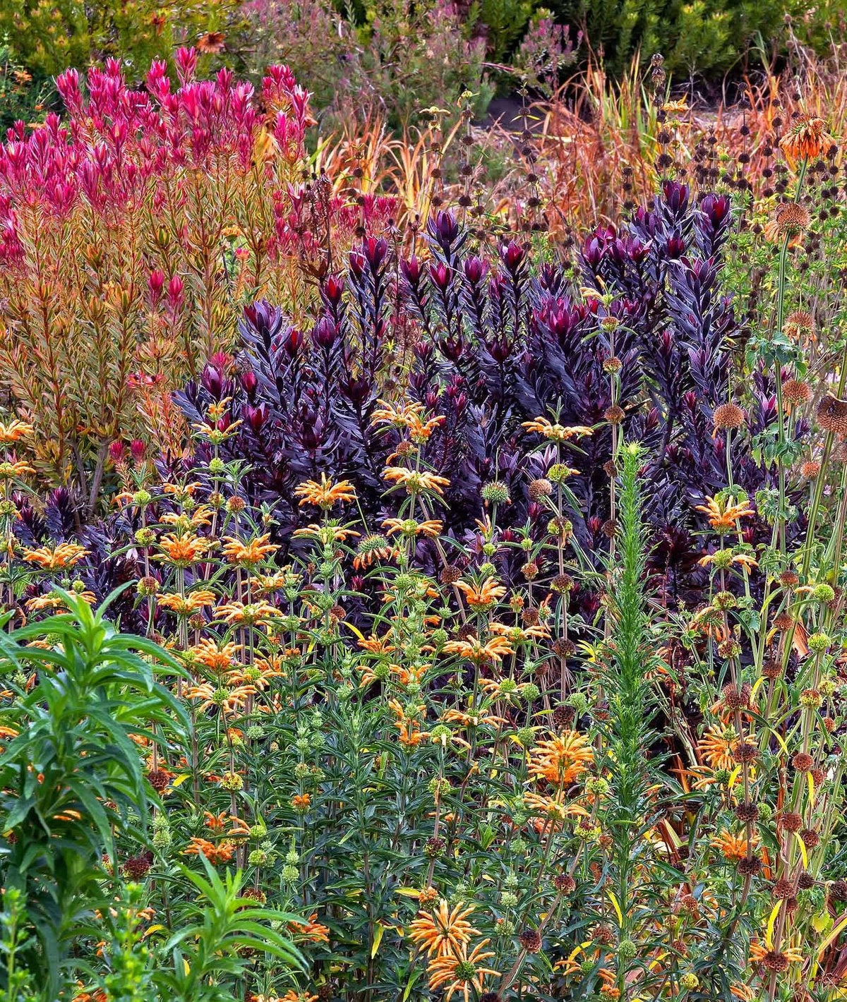 Leucadendron ‘Ebony Plants - 1 Gallon Size