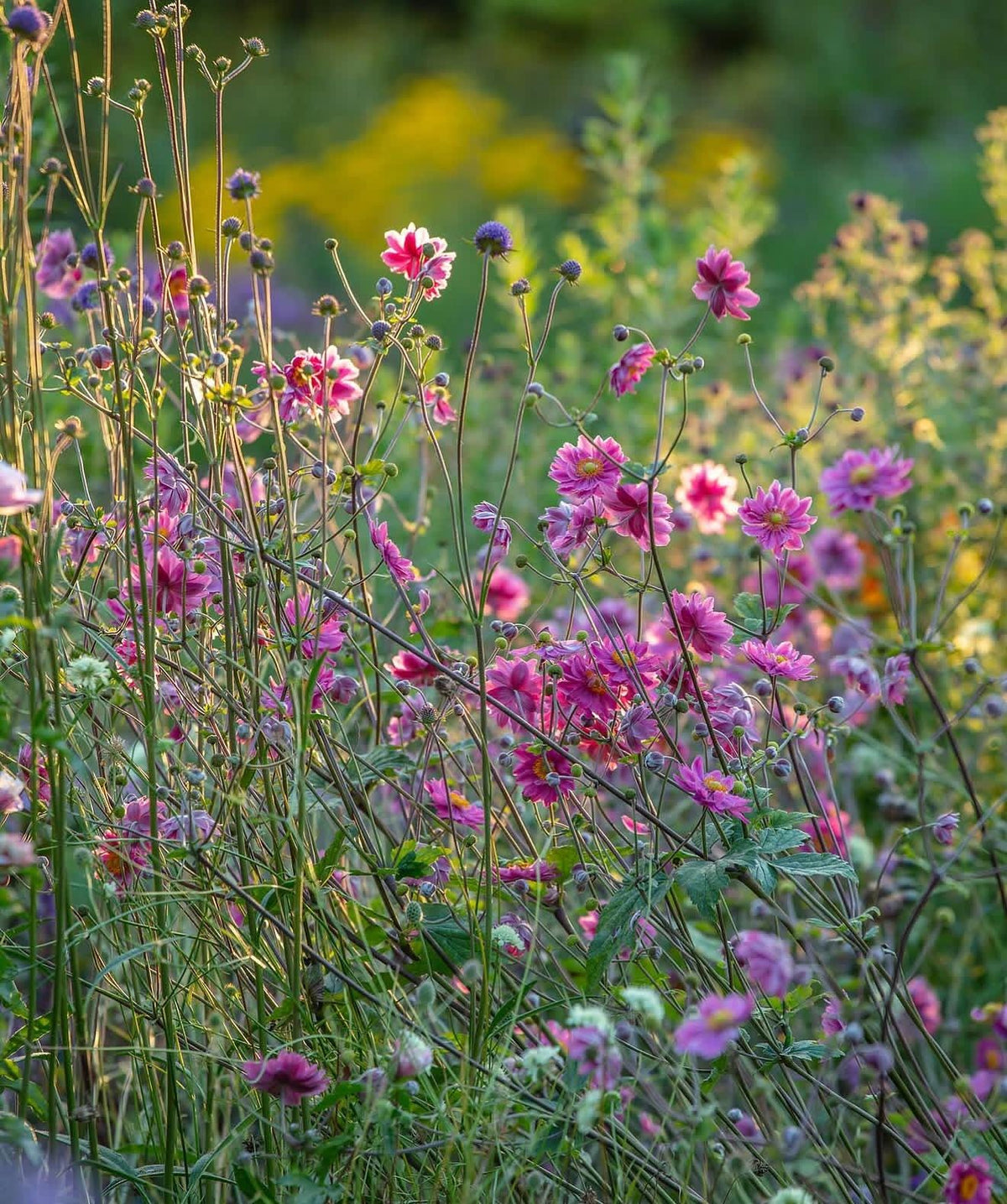 Japanese Anemone ‘Fall in Love Sweetly Large Established Plants