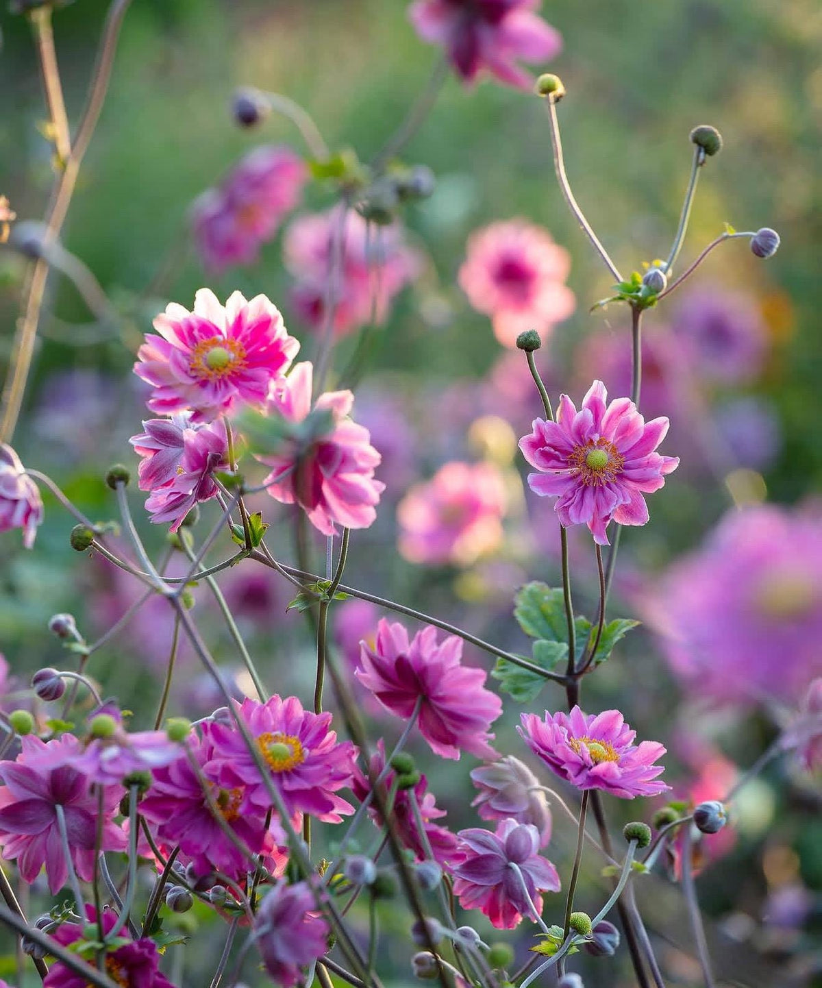 Japanese Anemone ‘Fall in Love Sweetly Large Established Plants