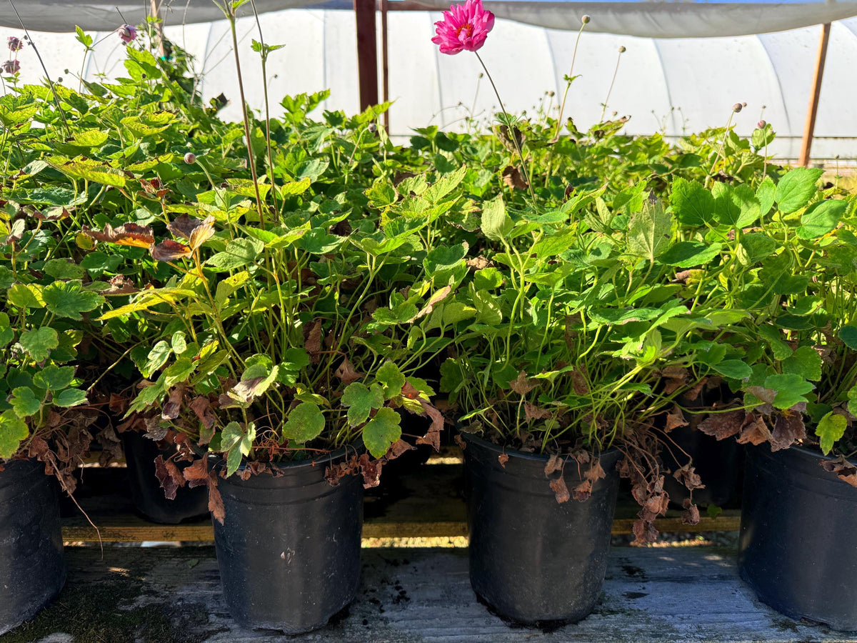 Japanese Anemone ‘Fall in Love Sweetly Large Established Plants