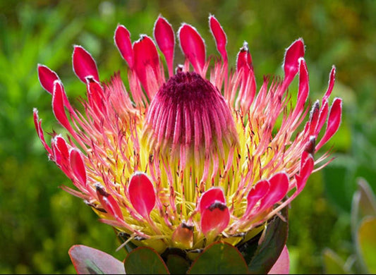 South African PROTEA  OBTUSIFOLIA (Endangered) Live RARE Plant - 1 Gallon Size