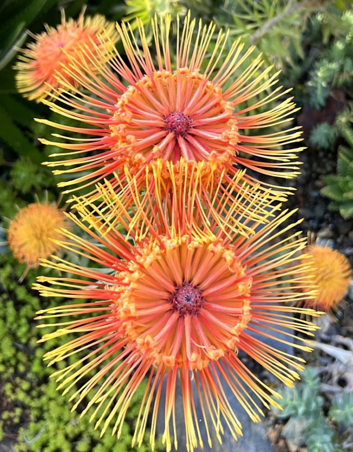 Leucospermum ‘Brandi Dela Cruz Live Plants - 1 Gallon Size