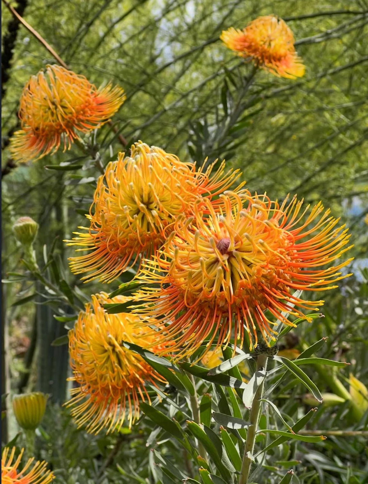 Leucospermum ‘Brandi Dela Cruz Live Plants - 1 Gallon Size