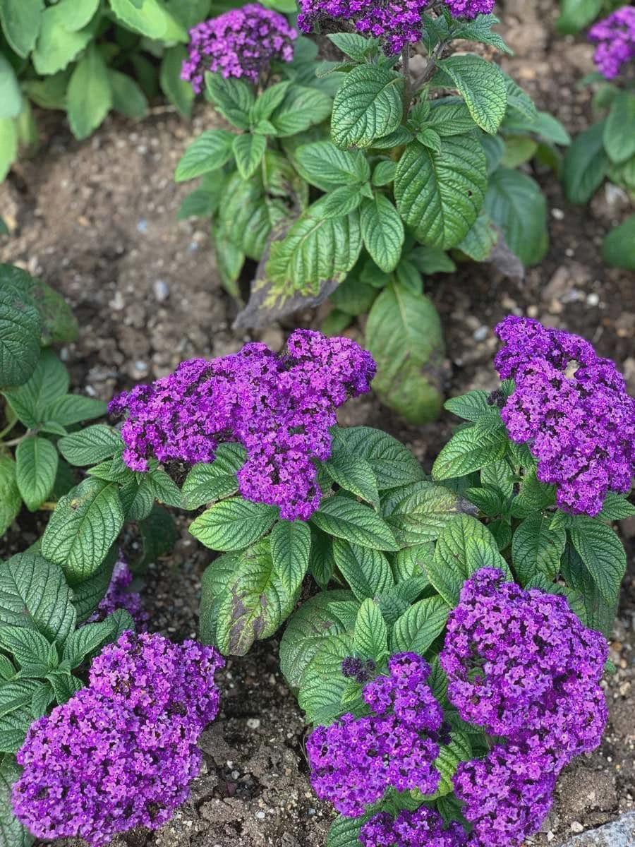 TWO 'Fragrant Delight' Heliotrope - (Highly Fragrant perennial) Live plants