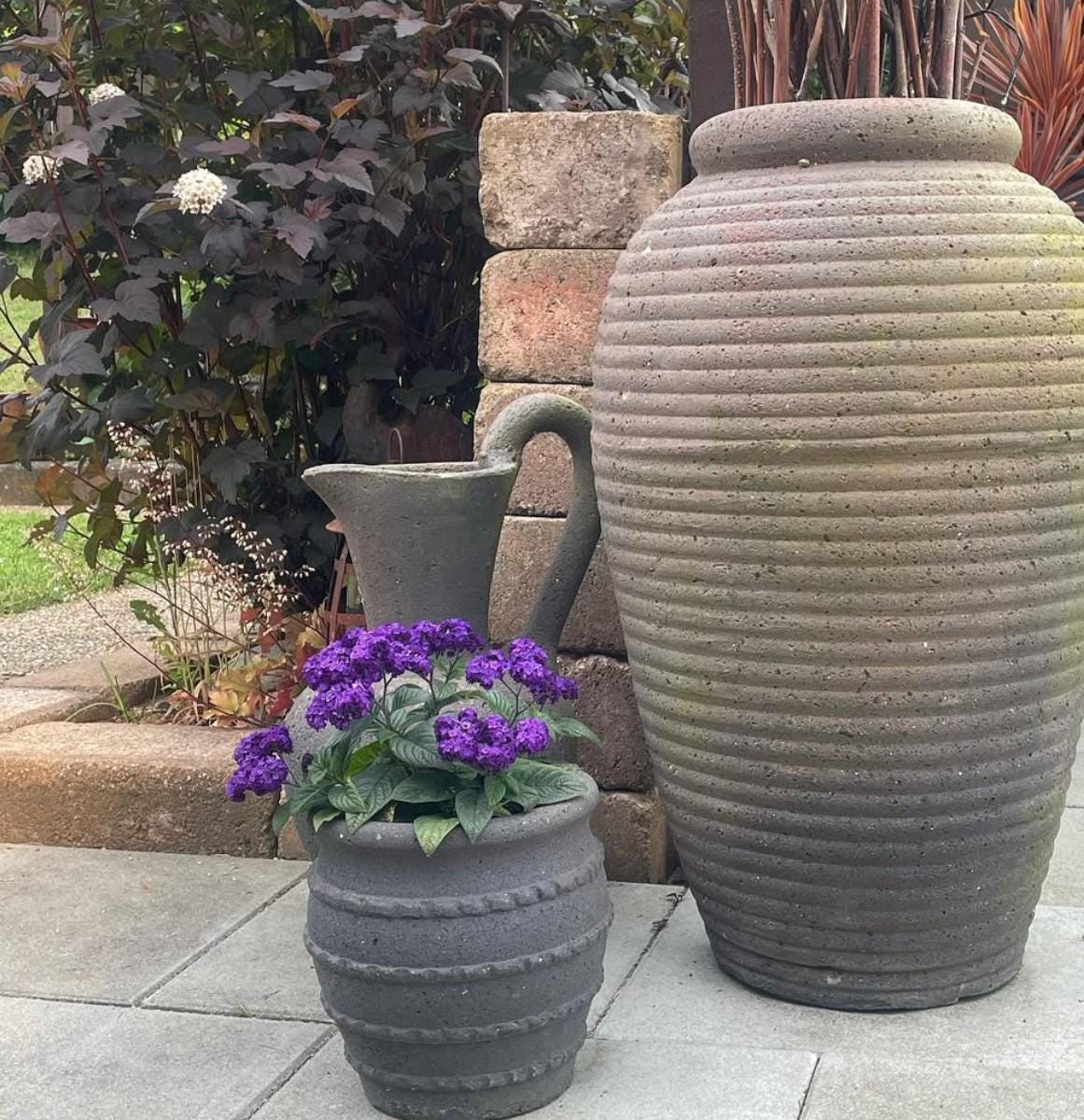 TWO 'Fragrant Delight' Heliotrope - (Highly Fragrant perennial) Live plants