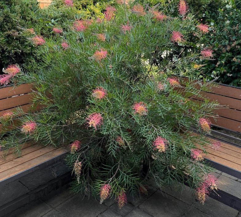 Grevillea 'Superb' Coral-Pink Spider Flowers  Drought Tolerant Shrub (1 Gallon)