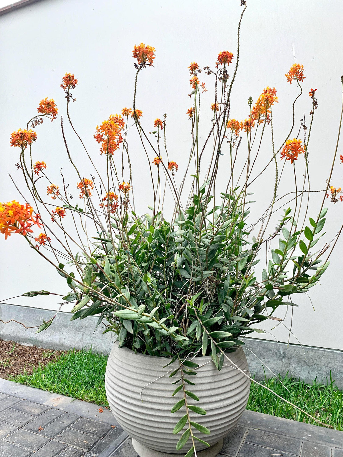 Epidendrum Orchid Hybrid Orange - Live Plants