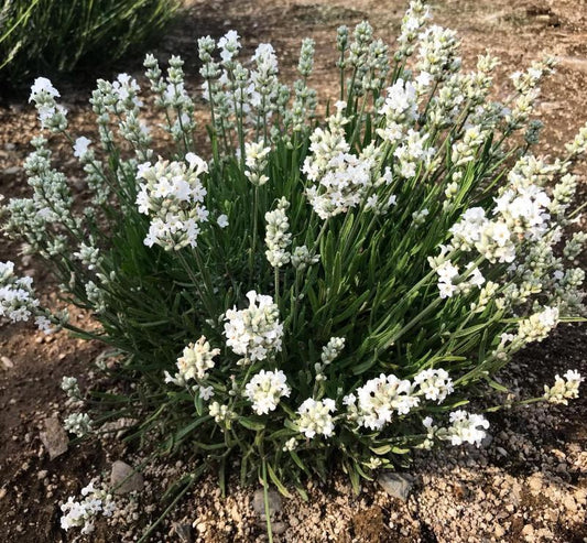 3-Pack WHITE LAVENDER 'Elegance Snow' - Live Established Lavender Plants