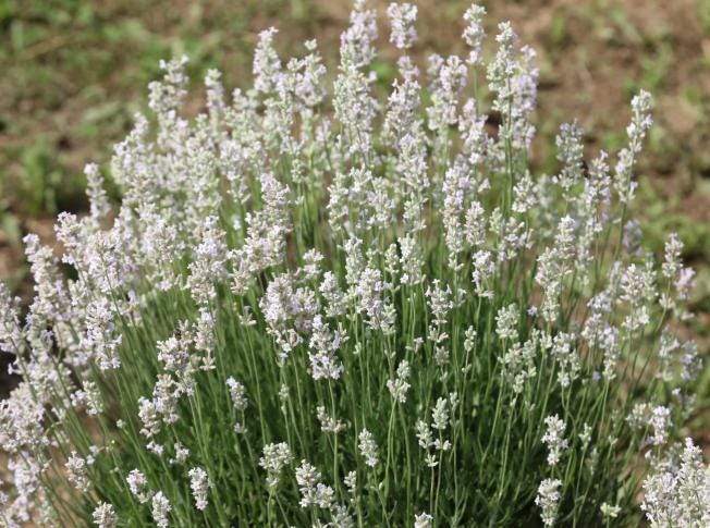 3-Pack WHITE LAVENDER 'Elegance Snow' - Live Established Lavender Plants