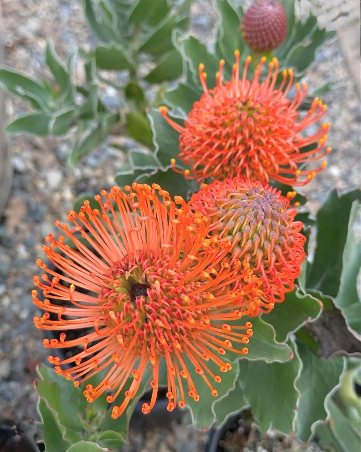Leucospermum ‘Brothers' Live Established Plant - 1 Gallon Size