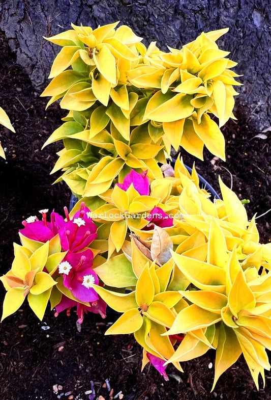 NEW Bougainvillea 'Golden torch' - Live Plants - Compact Columnar Shrub